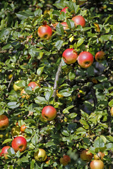 Erntereife rote Äpfel auf einem Baum
