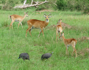 Uganda Kobs in grassy vegetation