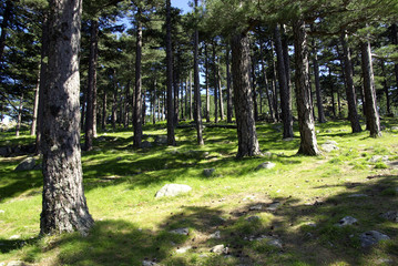 Pine forest