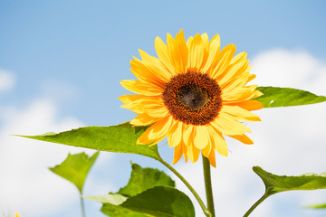 Large sunflower on blue sky background