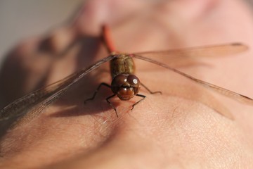 libelle auf der hand I