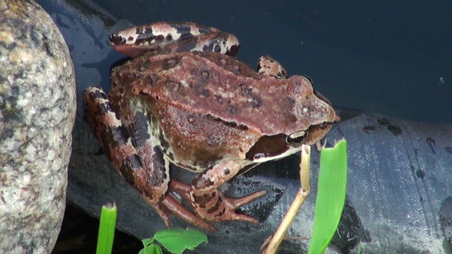 The frog in the water sits and float away