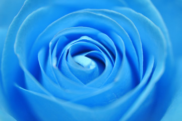 Obraz na płótnie Canvas Rose Bleu