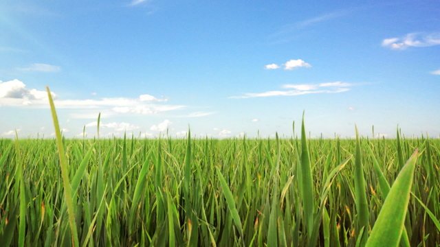 Green field and sky blue with white cloud. Loop