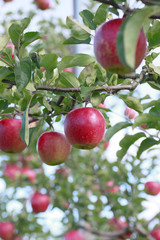 リンゴの木