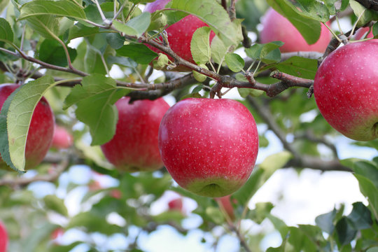 リンゴの木 Images – Browse 1,707 Stock Photos, Vectors, and Video