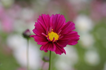 コスモスの花