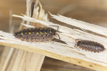 Pillbugs on wood, extreme close-up