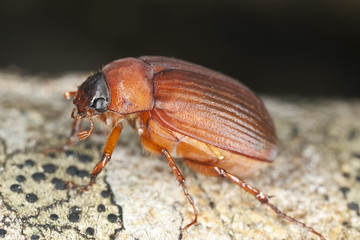 Brown chafer (Serica brunnea) sitting on wood