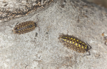 Pillbugs on wood, extreme close-up