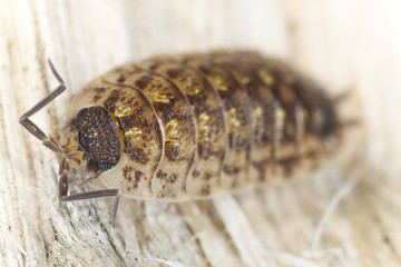 Pillbug on wood, extreme close-up