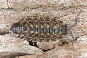 Pillbug on wood, extreme close-up