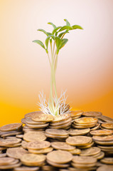 Fototapeta na wymiar Financial concept with seedlings and coins