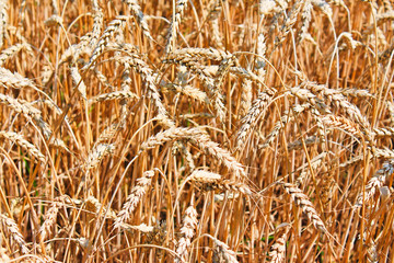 Golden ripe ears of wheat on the field