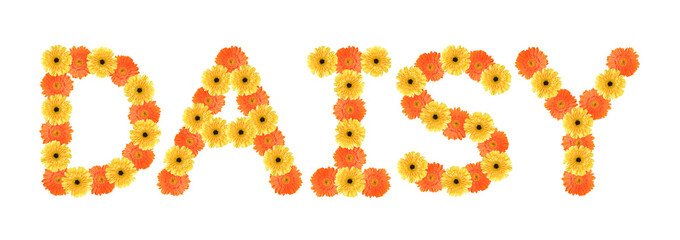 Daisy word created by daisy flowers
