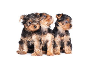 cute little yorkshire terrier puppy isolated on white