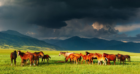 Fototapeta na wymiar Górski krajobraz z końmi