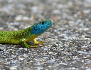 lezard vert