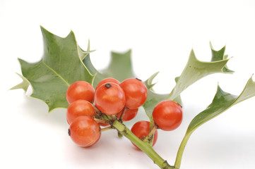 rote Beeren der Steichpalme
