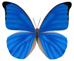 isolated blue morpho