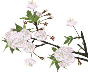 sakura branch with light flowers