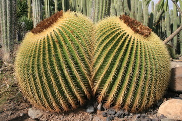 Echinocactus Grusonii
