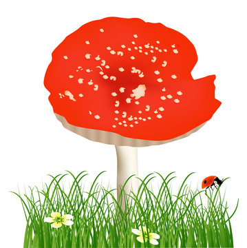 red single fly-agaric in green grass illustration
