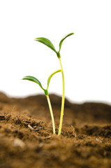 Green seedlings in new life concept