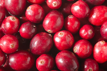 Preiselbeere, Cranberry