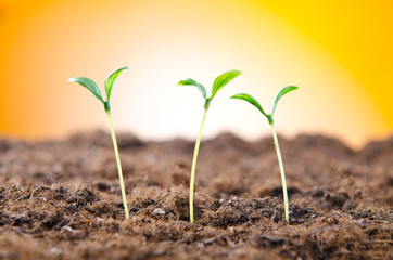 Green seedlings in new life concept