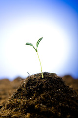 Green seedlings in new life concept