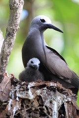 Famille de Noddi brun