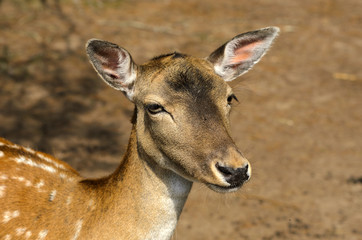 Fallow Deer Fawn