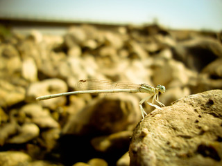 Taş üzerine konmuş yusufcuk