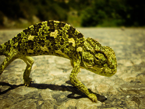 Asfalt &uuml;zerinde bukalemun