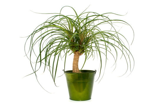 fargesia pingwu Fargesia robusta Pingwu main image 0