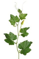 pumpkin flower