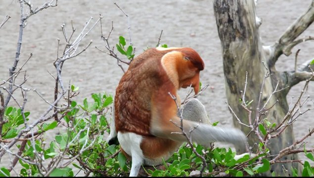 long nased monkey