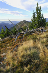 Fototapeta premium déforestation