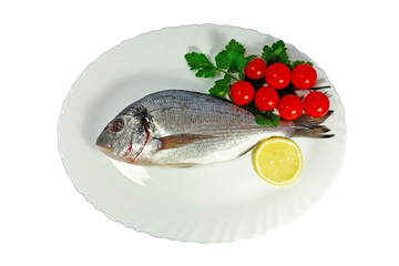 Gilthead fish