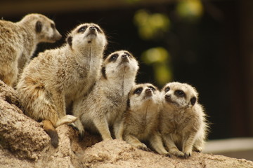 Suricates