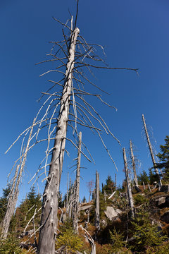 Death tree