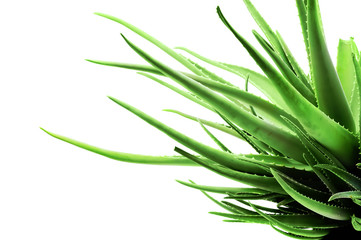 Abstract tentacle aloe flower on white background