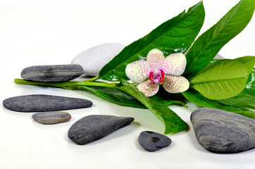 Obraz na płótnie Canvas Ayurveda Wellness Orchideen gorącym kamieniu