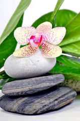 Naklejka na ściany i meble Ayurveda Wellness Orchideen gorącym kamieniu