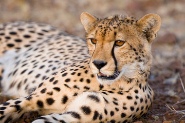 Resting cheetah