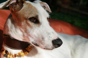 Obraz premium hund