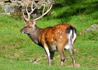 Deer