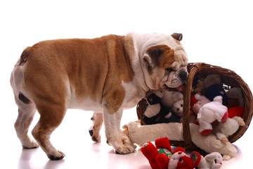 Englische Bulldogge holt Spielzeug aus dem Korb