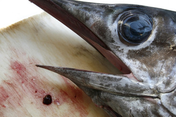 swordfish head